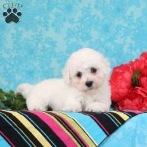 Nora, Bichon Frise Puppy